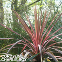 Cordyline Charlie Boy Plants (Set of 3 or 6)