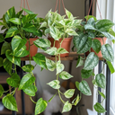 3 Trailing Pothos Live Indoor Plants