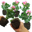 Geranium Toscana Linus Plants (Set of 3 or 6)