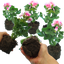 Set of 3 or 6 Large Plants - Geranium Toscana Linus, Ready to Plant in Your Garden