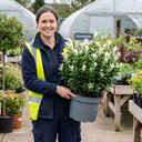 Euonymus Japonicus Paloma Blanca Plants