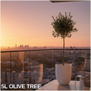 Olea Europaea Plant (5L Pot)
