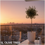 1 Large Standard Olive Tree - Olea Europaea, Outdoor Garden Ready, 5L Pot