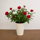 3Ltr Red Patio Rose Plant in Nursery Pot, Outdoor Pots