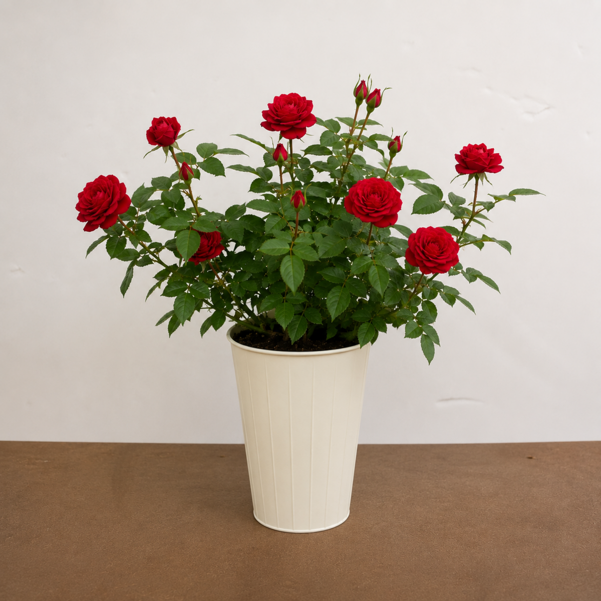 Patio Rose, Red – Compact Repeat Flowering Rose (3L Pot)