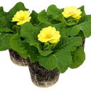 Primrose Cream Plants (Set of 3 or 6)
