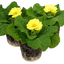 Set of 3 or 6 Outdoor Garden Ready Plants - Primrose Cream, 10.5 cm Rootball