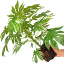 Fatsia Spiders Web Plant