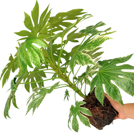Fatsia japonica 'Spider's Web' – Japanese Aralia (3L Pot)