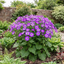 1 Senetti Violet Bicolour Pericallis Plant, Summer Flowering Patio Ready, 6.5 Litre Root Ball