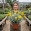 1 Senecio Sunshine Perennial Shrub, Hardy Drought Tolerant Silver Grey Foliage, Evergreen, 2L Root Ball