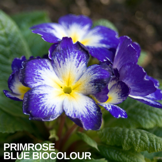 Primrose Blue Bicolour, violet-blue flowers with white and yellow centres above crinkled leaves