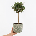 Mini Olive Tree in 1.5L Pot, 40–50cm, Nursery Pots