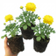 Set of 3 or 6 Ranunculus Vortex Lemonade Persian Buttercup Plants, Hardy Yellow Perennials, Spring & Autumn Flowering, Outdoor Garden Ready, 1 Litre Root-Ball