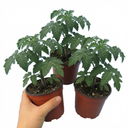 Tomato Totem Variety Plants (Set of 3 or 6)