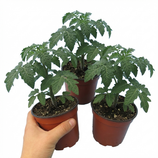 Tomato 'Totem' – Compact Bush Tomato (Set of 3 or 6)