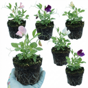 Set of 3 or 6 Large, Garden Ready Plants - Sweet Pea Growers Colour Mix, 10.5 cm