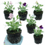 Set of 3 or 6 Large, Garden Ready Plants - Sweet Pea Growers Colour Mix, 10.5 cm