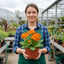 Primula veris Orange with Yellow Plants (Set of 3 or 6)