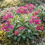 Set of 3 or 6 Large Plants - Arabis Aubris Deep Rose, Ready to Plant in Your Garden, 1L