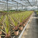 Cordyline Lime Passion Plant