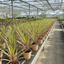 Cordyline Lime Passion