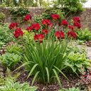 Freesia Red River Plants