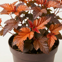 Physocarpus Diable D'or Plant (3L Pot)