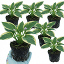 Atlantis Plantain Lily Plants (Set of 3 or 6)
