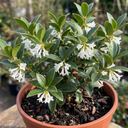 Osmanthus Burkwoodii Plants
