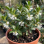 1 Osmanthus Burkwoodii Plant, Hardy Fragrant Evergreen Hedge Shrub, Garden Ready, 3 Litre Root Ball