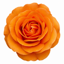 3Ltr Orange Patio Rose Plant, Hardy Bush, Nursery Pots