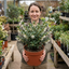 1 Osmanthus Delavayi Plant, Fragrant Evergreen Shrub, Outdoor Garden Ready, 19cm Root Ball