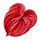 Anthurium Red Flamingo Flower Plant