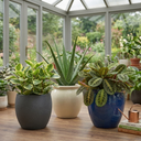 3 Live Houseplants Plant (1L Pot)