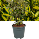Elaeagnus ‘Maryline’ Plant