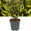 Elaeagnus Ebbingei Maryline
