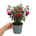 Fuchsia Beacon Plants