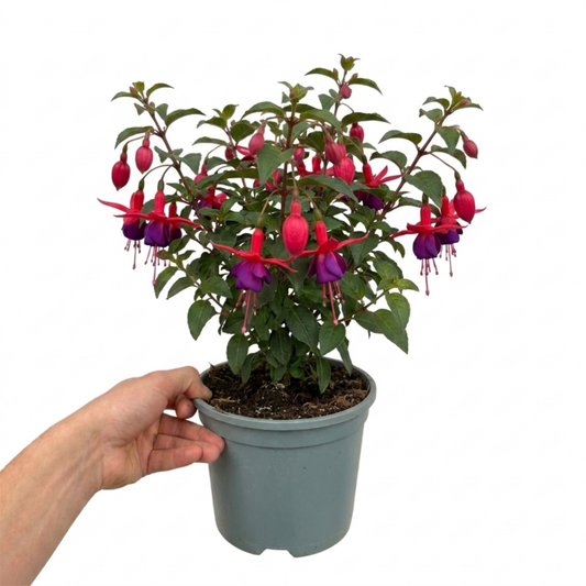 Potted fuchsia held in a hand, scarlet sepals with violet-purple skirts above green leaves