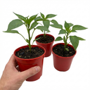 Thor Variety Plants (Set of 3 or 6)
