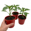 Set of 3 or 6 Large Sweet Pepper Plants - Thor Variety, Ready to Plant in Your Garden