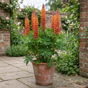Lupin Gladiator Plants