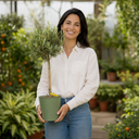 3L Olive Tree Plant, 80-100cm, Mediterranean Nursery Pots