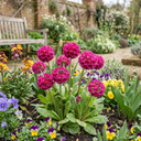 Primula Denticulata Deep Rose Plants (Set of 3 or 6)