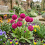Set of 3 or 6 Primula Denticulata Deep Rose Hardy Perennial Plants, Spring Flowering, Outdoor Garden Ready, 1 Litre Root-Ball