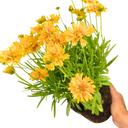 Coreopsis Double The Sun Plant