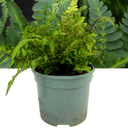 Japanese Painted Fern Athyrium Pictum/Metallicum Plant (2L Pot)