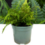 1 Large  Plant - Japanese Painted Fern Athyrium Pictum/Metallicum, 2L Pot