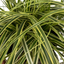 1 Large Plant - Carex Feather Falls, Ready to Plant in Your Garden, 5L Pot