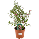 Symphoricarpos Magical Winterberry Plant (3L Pot)